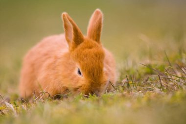Paskalya geliyor! Küçük şirin tavşan / tavşan yeşil taze bahar çimlerinde, Paskalya ve baharın sembolü - yeni hayat