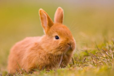 Paskalya geliyor! Küçük şirin tavşan / tavşan yeşil taze bahar çimlerinde, Paskalya ve baharın sembolü - yeni hayat