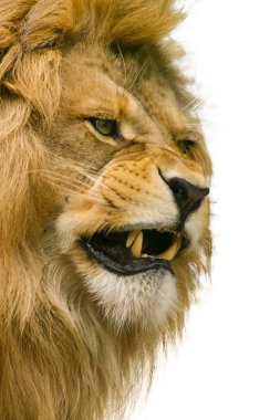 Beyaz arka planda çıplak dişleri olan öfkeli bir aslan, Afrika 'da vahşi yaşam