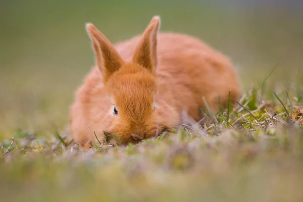 Acerca Pascua Pequeño Conejito Lindo Liebre Conejo Verde Joven Hierba — Foto de Stock