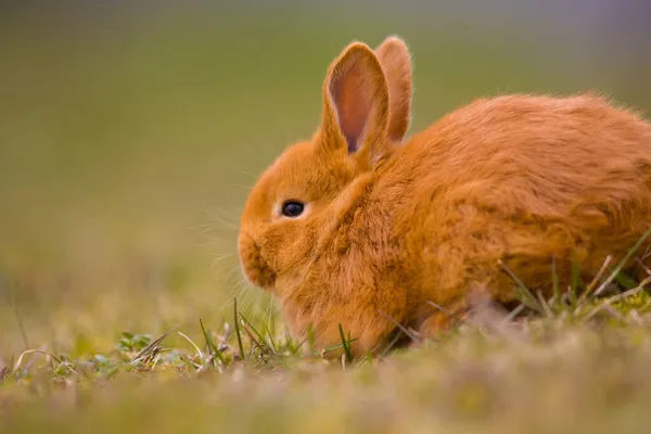 Påsken Kommer Liten Söt Kanin Hare Kanin Grön Ung Vår — Stockfoto