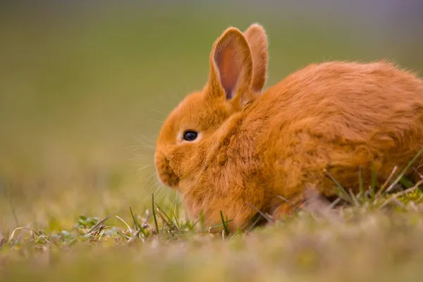 Páscoa Está Chegar Pequeno Coelho Bonito Lebre Coelho Grama Primavera — Fotografia de Stock