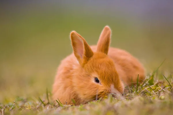 Påsken Kommer Liten Söt Kanin Hare Kanin Grön Ung Vår — Stockfoto