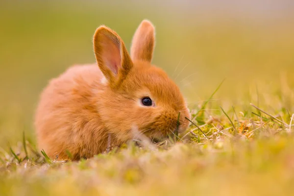 Påsken Kommer Liten Söt Kanin Hare Kanin Grön Ung Vår — Stockfoto