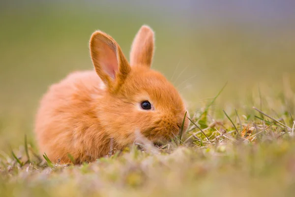 イースターが来る 小さなかわいいウサギ ウサギ 緑の若い春の草 イースターと春のシンボル 新しい生活 — ストック写真