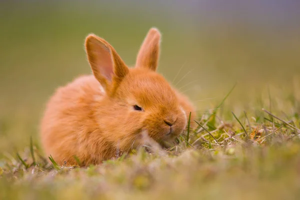 Påsken Kommer Liten Söt Kanin Hare Kanin Grön Ung Vår — Stockfoto