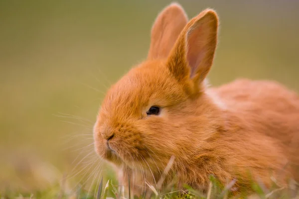 Easter Coming Small Cute Bunny Hare Rabbit Green Young Spring — Stock Photo, Image