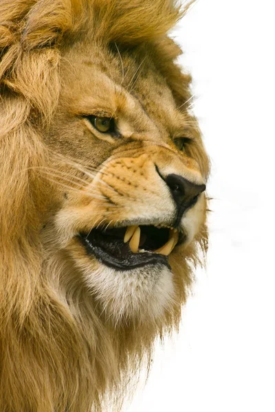 Boze Woedende Leeuw Met Ontblote Tanden Witte Achtergrond Afrika Wilde — Stockfoto