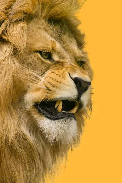 Leão Furioso Com Dentes Desnudados Fundo Amarelo Vida Selvagem Africana — Fotografia de Stock