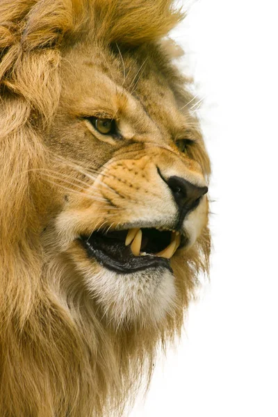 Beyaz arka planda çıplak dişleri olan öfkeli bir aslan, Afrika 'da vahşi yaşam