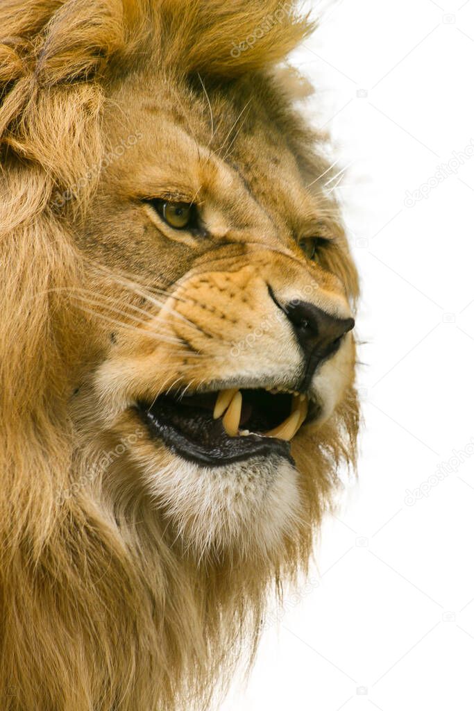 Angry furious lion with bared teeth in white background, africa wildlife