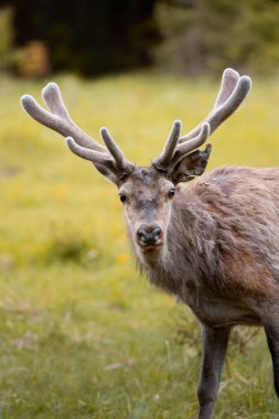 Vahşi sonbahar doğasında, vahşi sonbahar döneminde boynuzları büyüyen vahşi kırmızı geyik (cervus elaphus) doğal ortamda hayvanların vahşi yaşam fotoğrafçılığı,
