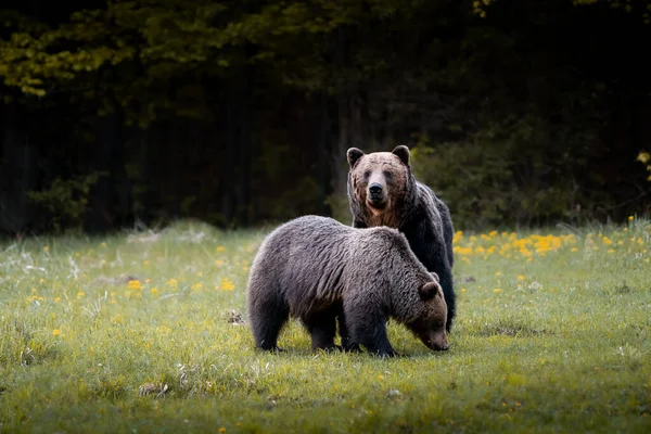 森の近くの秋のカラフルな自然でのラット中にオスとメスの茶色のクマ ウルス アルクト — ストック写真
