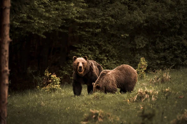 Мужчина Женщина Бурые Медведи Ursus Arctos Время Коры Осенью Красочная — стоковое фото