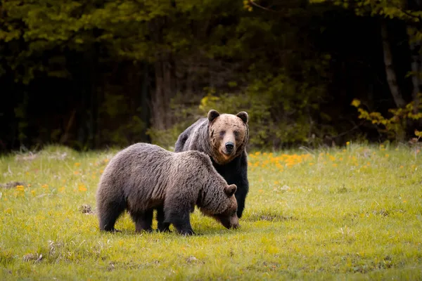 Mężczyzna Kobieta Niedźwiedzie Brunatne Ursus Arctos Podczas Rutyny Jesienią Kolorowe — Zdjęcie stockowe