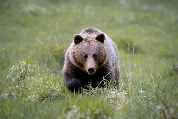 ブラウンは ラット中に野生の自然 森の近くのカラフルな自然 野生のスロバキアで非常に近いクマ 雑誌や論文に役立ちます — ストック写真
