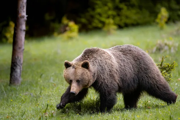 Urso Marrom Muito Perto Natureza Selvagem Durante Rotina Natureza Colorida — Fotografia de Stock