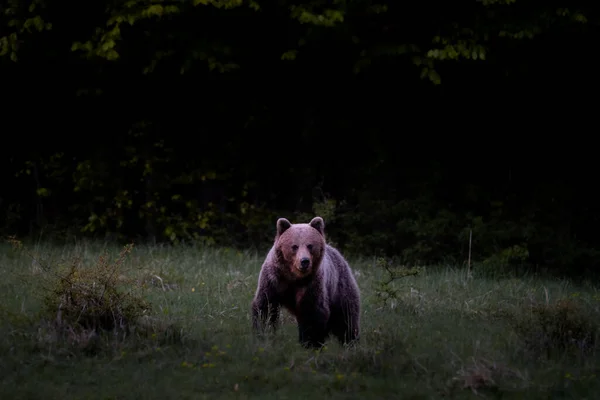 ブラウンは 野生のスロバキア 雑誌や論文のために有用な近くの森の中で野生の自然界で非常に近いクマ — ストック写真