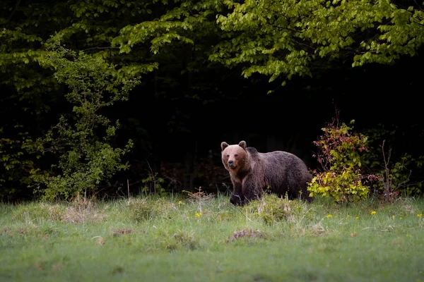 Urso Marrom Muito Perto Natureza Selvagem Durante Rotina Natureza Colorida — Fotografia de Stock