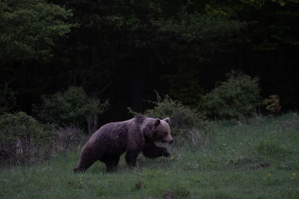 Urso Marrom Muito Perto Natureza Selvagem Durante Perto Floresta Selvagem — Fotografia de Stock