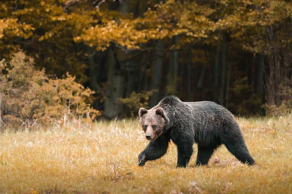 Niedźwiedź Brunatny Bardzo Blisko Dzikiej Przyrody Podczas Rutynowej Kolorowa Przyroda — Zdjęcie stockowe