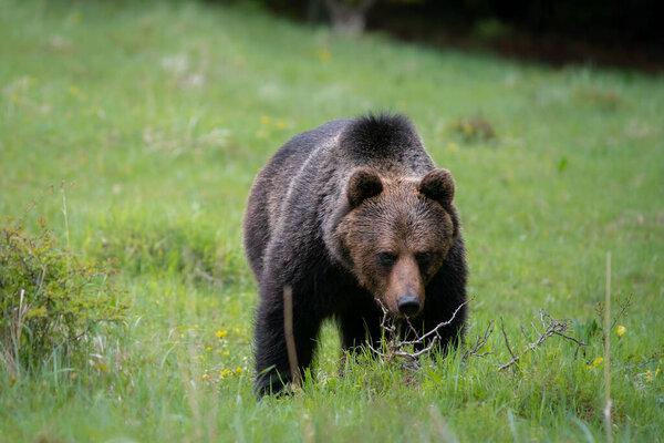 Бурый медведь очень близко в дикой природе во время руты, красочная природа рядом с лесом, дикая Словакия, полезно для журналов и газет