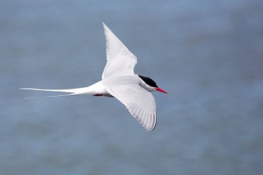İzlanda 'da kutup bölgesi, uçuş sırasında inanılmaz hızlı kuş, detaylı görüş, İzlanda' da vahşi yaşam çekimi, seyahat fotoğrafı ipuçları, dünyayı gezme, Akranes 