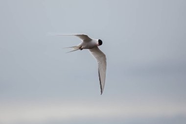 Kuzey Kutup Bölgesi İzlanda 'da, havada, vahşi yaşam fotoğrafçılığı, hızlı kuş. 