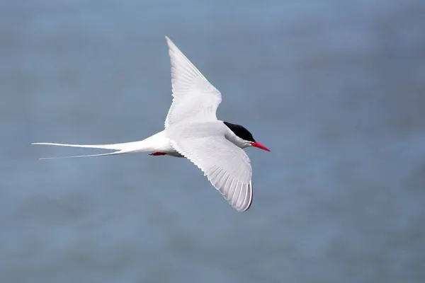 飛行中のアイスランドの北極ターン 驚くほど速い鳥 詳細ビューを閉じる アイスランドで撮影した野生動物 旅行写真のヒント 世界中を旅 Akranes — ストック写真