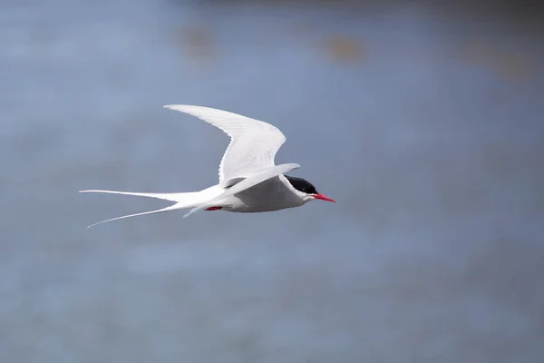 Arctic Tern Στην Ισλανδία Κατά Διάρκεια Της Πτήσης Εκπληκτικό Γρήγορο — Φωτογραφία Αρχείου