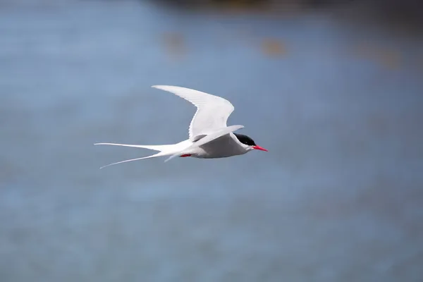 Polarseeschwalbe Island Während Des Fluges Erstaunlich Schneller Vogel Detailansicht Aus — Stockfoto