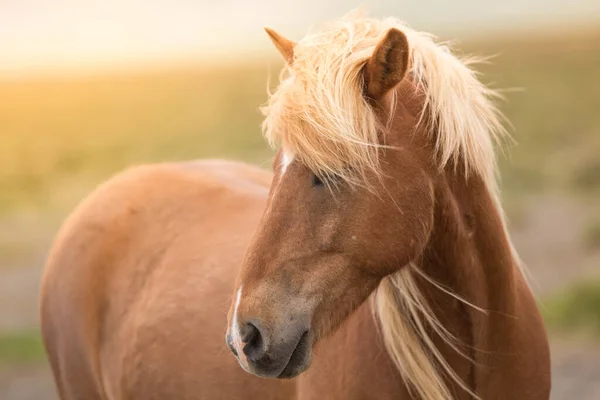 Лошадь Время Удивительного Заката Исландии Прекрасным Видом — стоковое фото
