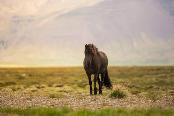 Cavalo Durante Pôr Sol Incrível Islândia Com Bela Vista — Fotografia de Stock