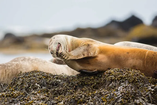 Pelo Foca Puerto Phoca Vitulina Islandia Vista Cerca Animales Lindos —  Fotos de Stock