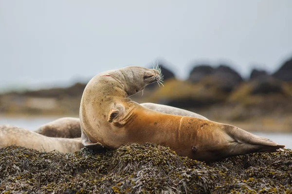 Pelo Foca Puerto Phoca Vitulina Islandia Vista Cerca Animales Lindos —  Fotos de Stock