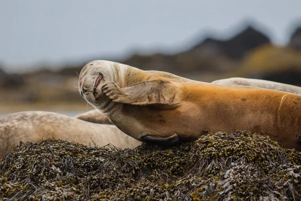 Seal Hair Harbor Phoca Vitulina Iceland Close View Cute Animals — Stock Photo, Image