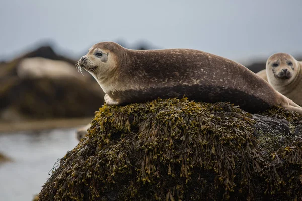 Seal Hair Harbor Phoca Vitulina Iceland Close View Cute Animals — Stock Photo, Image