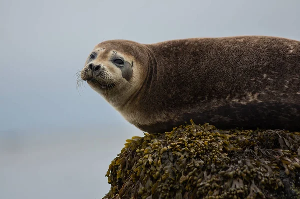 Cabelo Foca Porto Phoca Vitulina Islândia Close View Animais Bonitos — Fotografia de Stock