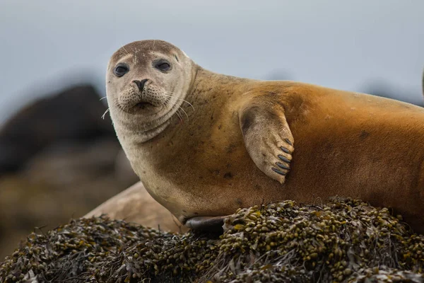 Pelo Foca Puerto Phoca Vitulina Islandia Vista Cerca Animales Lindos —  Fotos de Stock
