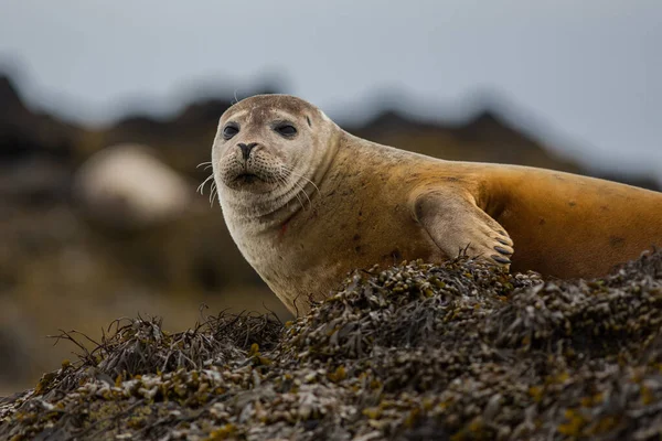 Pelo Foca Puerto Phoca Vitulina Islandia Vista Cerca Animales Lindos —  Fotos de Stock