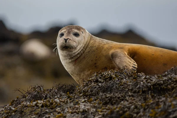 Seal Hair Harbor Phoca Vitulina Iceland Close View Cute Animals — Stock Photo, Image