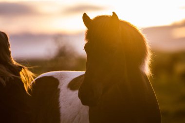 İzlanda 'da vahşi at, arka planda dağlar, İzlanda' da vahşi yaşam
