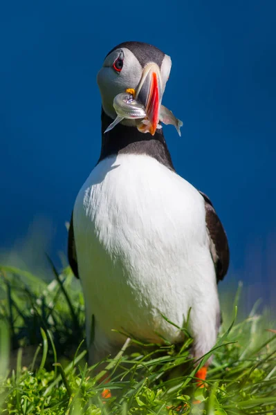 Puffin Fratercula Pássaro Mais Bonito Islândia Vista Perto Fotos Vida — Fotografia de Stock