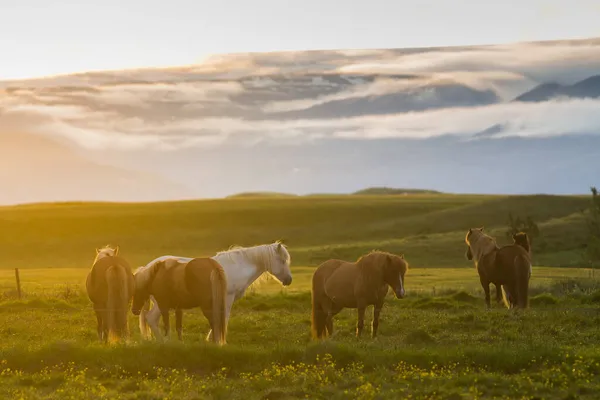 Horses during sunset in Iceland, beautiful wild horses with amazing view, summer sunset atmosphere, travel in Iceland