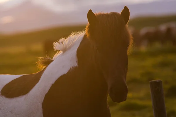 Dziki Koń Islandii Widok Bliska Górami Tle Dzika Przyroda Islandii — Zdjęcie stockowe