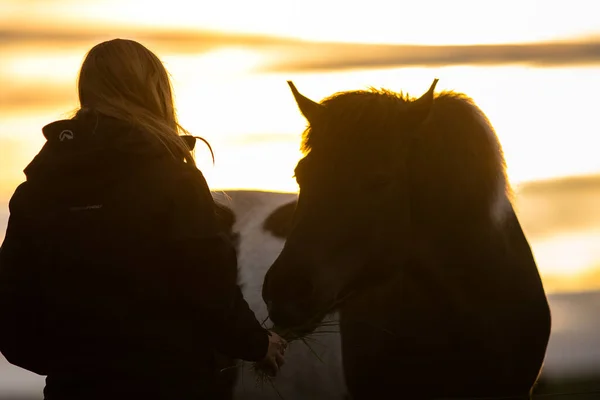 Девушка Лошадью Закате Исландии Отношения Любовь Между Человеком Людьми Животными — стоковое фото