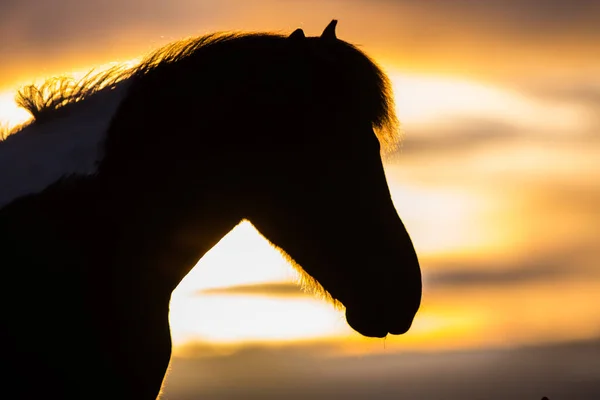 Дикая Лошадь Исландии Крупный План Фоне Гор Дикая Природа Исландии — стоковое фото