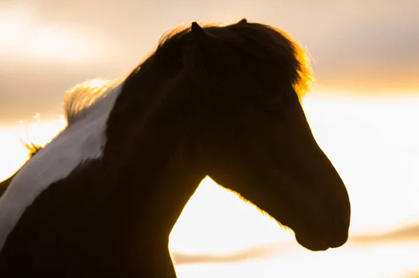 Cavalo Selvagem Islândia Vista Perto Com Montanhas Fundo Vida Selvagem — Fotografia de Stock