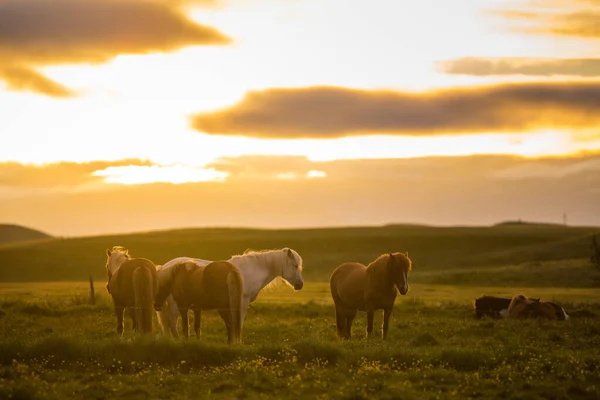 Horses during sunset in Iceland, beautiful wild horses with amazing view, summer sunset atmosphere, travel in Iceland