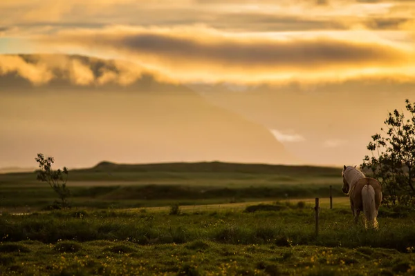 Лошади Закате Исландии Красивые Дикие Лошади Удивительным Видом Атмосфера Летнего — стоковое фото